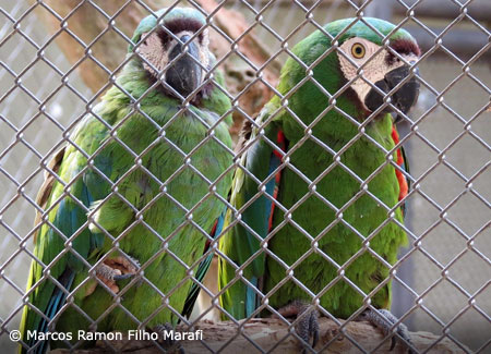 severe-macaw-pair