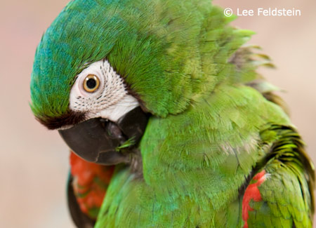 severe-macaw-preening