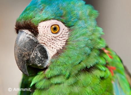 severe-macaw-up-close