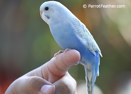 tamingbudgie