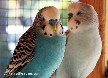 pair-budgie