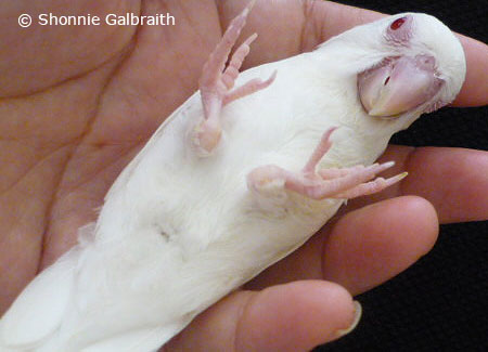 white-parrotlet