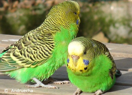 wild-green-budgies-parakeets