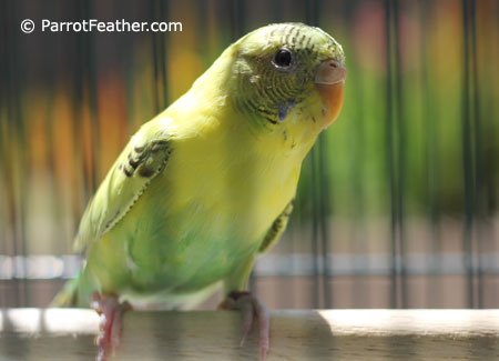 yellow-green-female-budgie