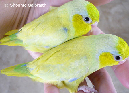 yellow-parrotlets