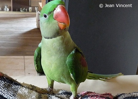 baby male alexandrine parrot