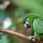 young-noble-macaw