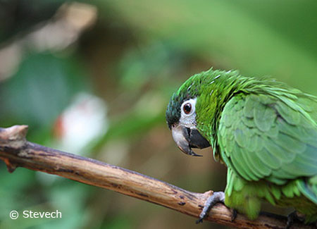 young-noble-macaw