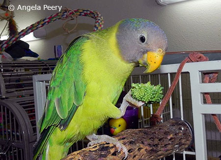 young-plum-headedparakeet