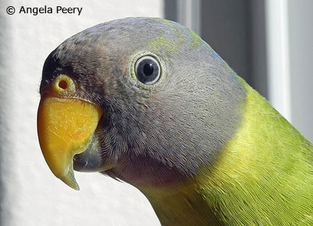 young-plum-headedparakeet1