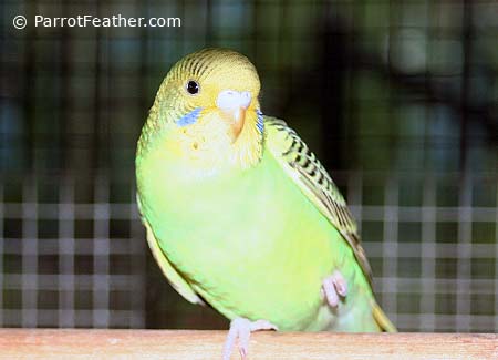 baby-green-budgie